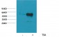 α-tubulin (Acetyl Lys40) Monoclonal Antibody(4A8)
